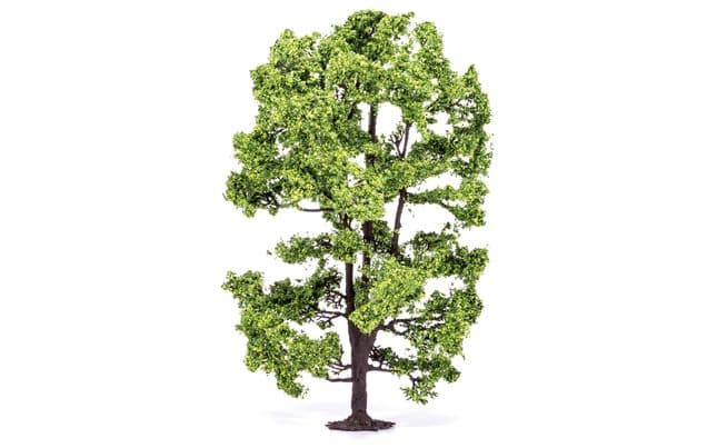 Acacia Tree (1)