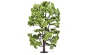 Albero di acacia (2)