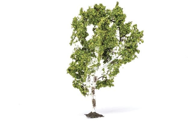 Birch Tree (1)