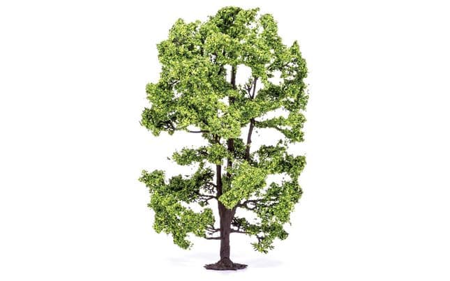 Acacia Tree (2)