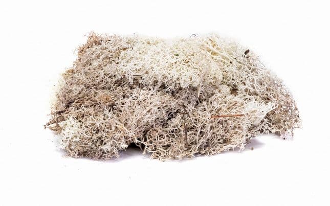 Lichen - Stone Grey (1)