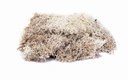 Lichen - Stone Grey (1)