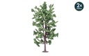 Lime Tree (1)