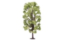 Lime Tree (1)