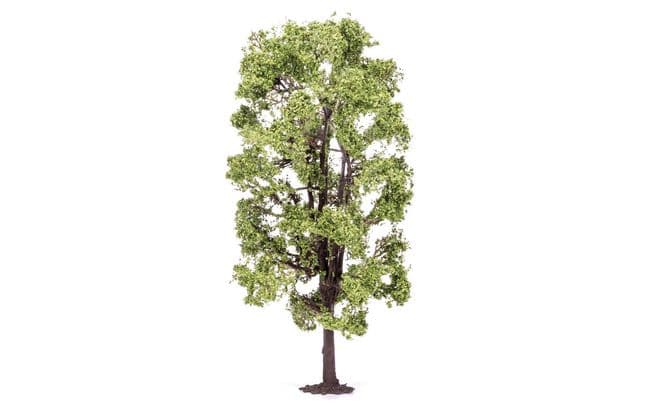 Lime Tree (2)