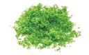 Flock - Bright Green (1)