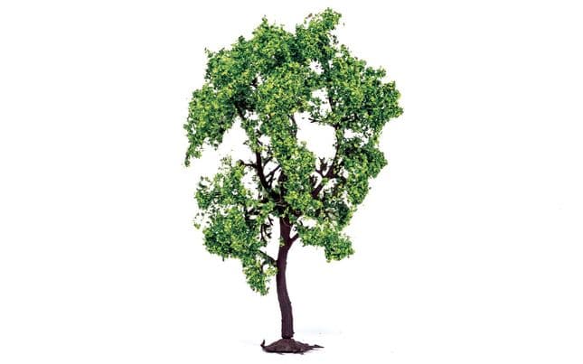 Pear Tree (2)