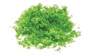 Flock – verde brillante