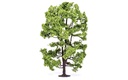 Acacia Tree