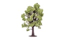 R7219 Beech Tree