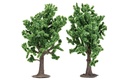 R7204 Beech Trees