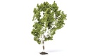 Birch Tree