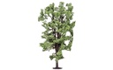 R7222 Albero di ippocastano