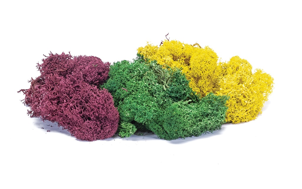 Lichene – Grande miscela autunnale