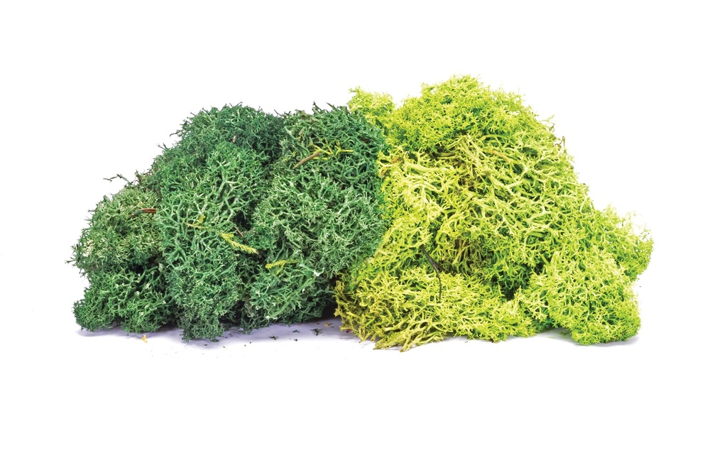 Lichene – miscela verde grande